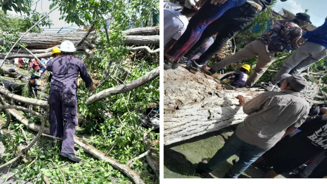 Caída de un árbol en plaza Bolívar de Tucupita deja 2 fallecidos y 6 heridos