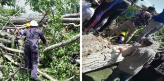 Caída de un árbol en plaza Bolívar de Tucupita deja 2 fallecidos y 6 heridos