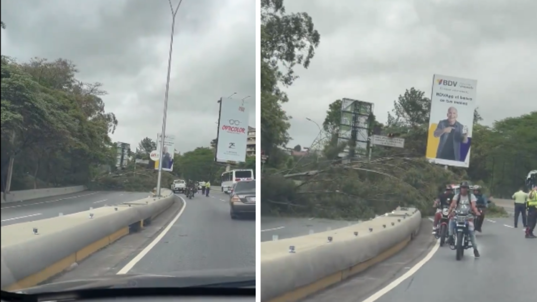 Reportan vía restringida en Autopista Prados del Este por árbol caído