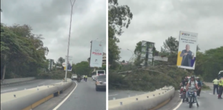 Reportan vía restringida en Autopista Prados del Este por árbol caído