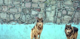 Herida grave una mujer que fue atacada por lobos en un zoo francés