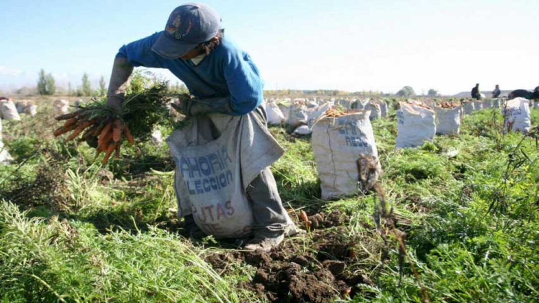 Producción agrícola del municipio Julián Mellado en Guárico disminuyó un 90 %