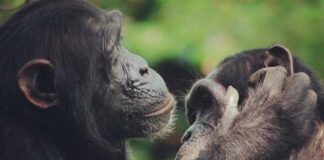 Ciencia: Los chimpancés gesticulan rápidamente como en las conversaciones humanas