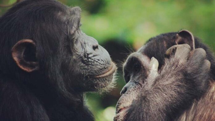 Ciencia: Los chimpancés gesticulan rápidamente como en las conversaciones humanas