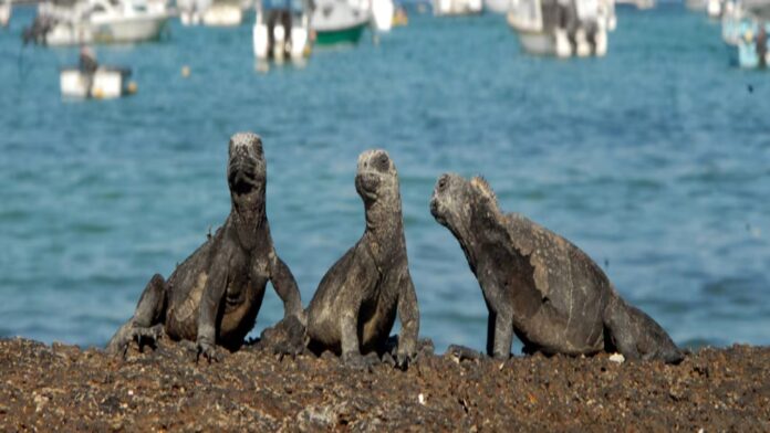 El archipiélago ecuatoriano de Galápagos tiene un nuevo muelle de operaciones