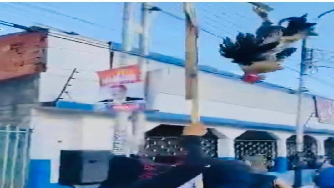 MP designa fiscal para investigar maltrato animal de un gallo en marcha opositora