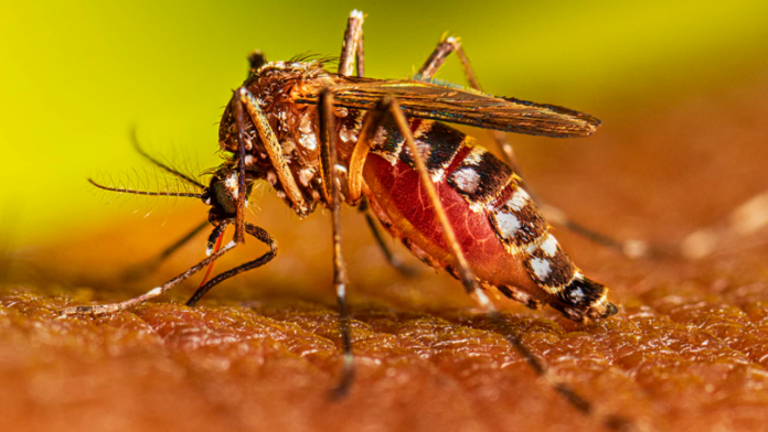 Costa Rica confirma sus primeras muertes por dengue en más de una década