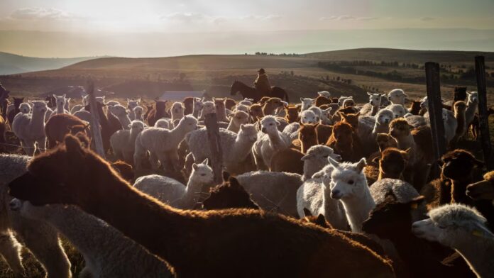 Ecuador cuenta con el primer programa de mejoramiento genético de alpacas