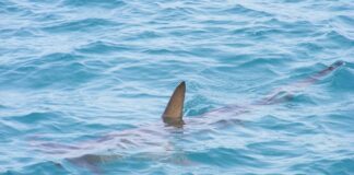 Detectan tiburones intoxicados con cocaína "por primera vez en el mundo" en Brasil