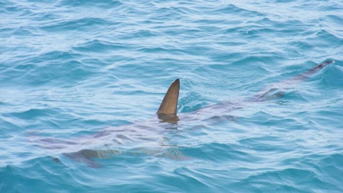 Detectan tiburones intoxicados con cocaína "por primera vez en el mundo" en Brasil