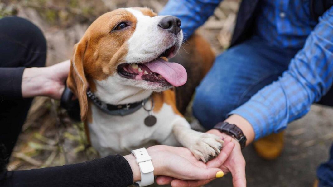 Los perros entienden palabras aunque no las pronuncien sus dueños, según un estudio