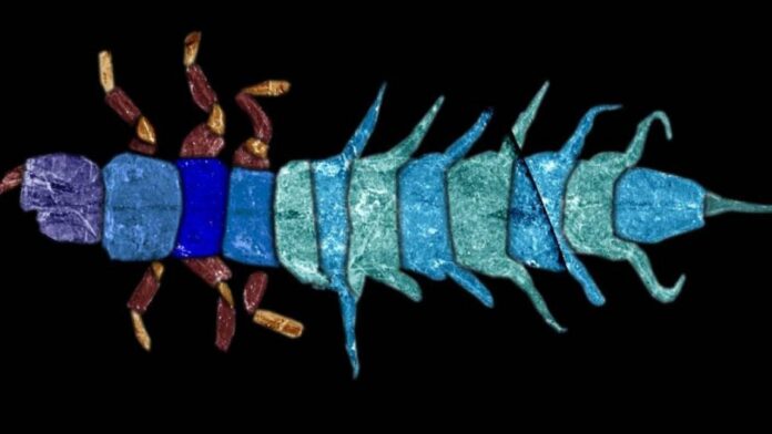 Describen nuevas especies de insectos acuáticos de las selvas prehistóricas de Australia