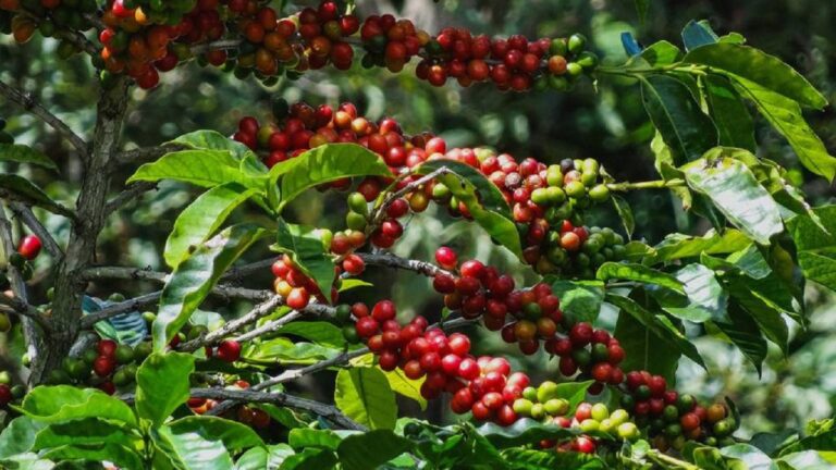 Crisis cafetera: emergencia climática y costos elevan los precios y desafían a productores