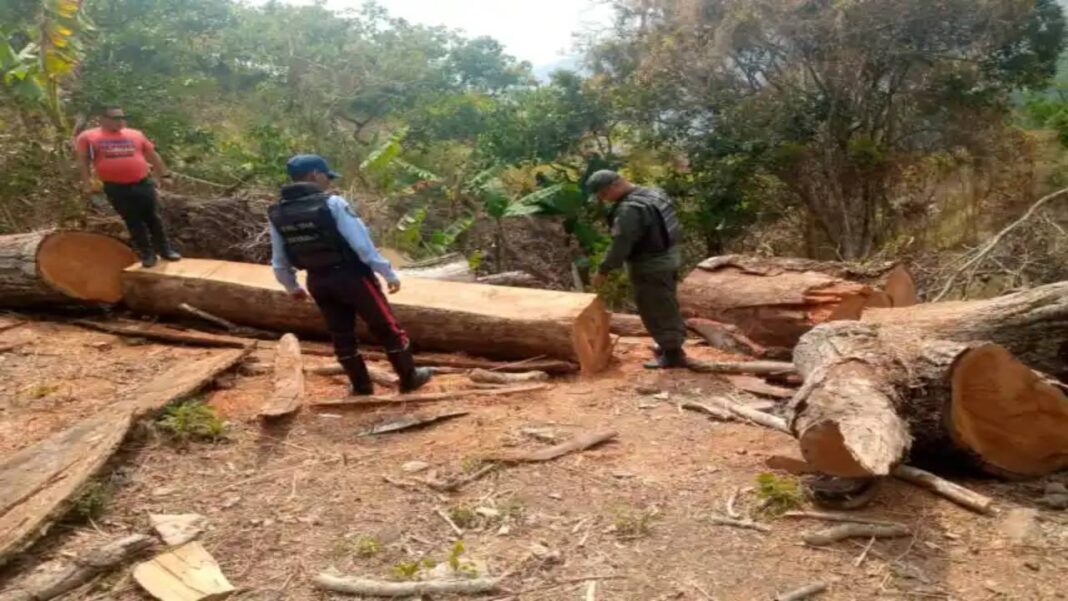 Despliegan jornadas de concienciación contra la tala y quema indiscriminada en Lara