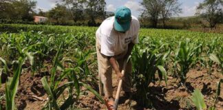 Siembra de maíz en Guárico está en riesgo de mermar por la falta de lluvias