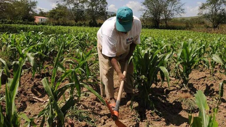 Falta de financiamiento afecta a los pequeños productores de maíz en Portuguesa