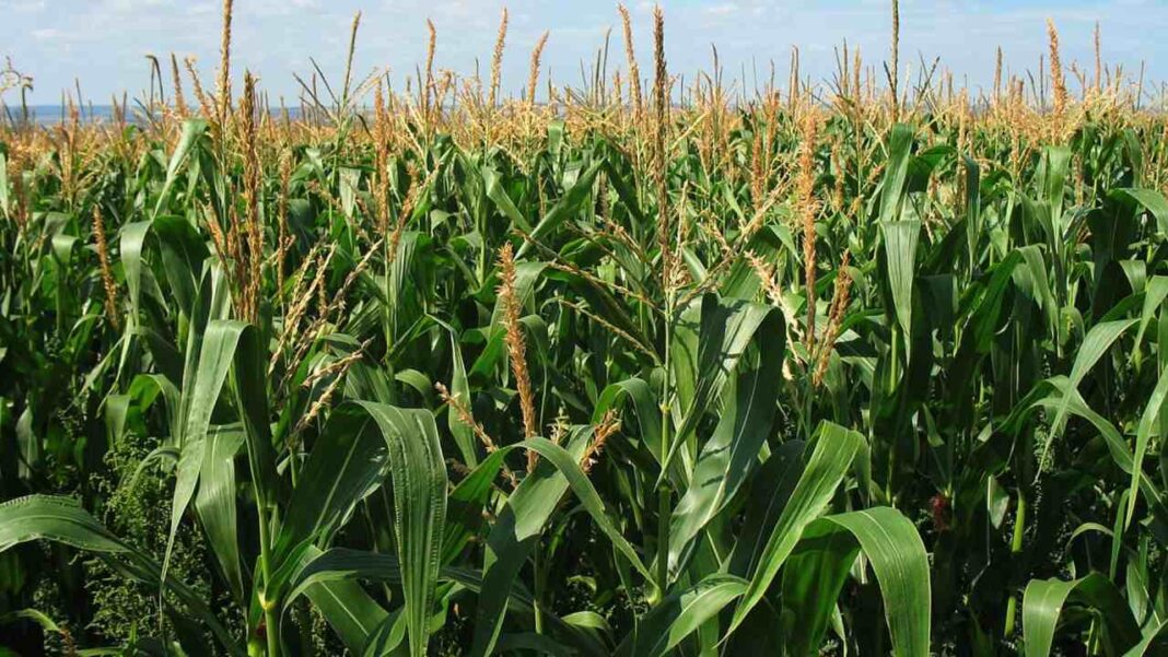 Lluvias podrían favorecer a la agricultura en el país