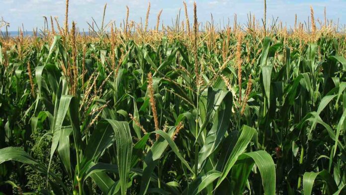 Lluvias podrían favorecer a la agricultura en el país