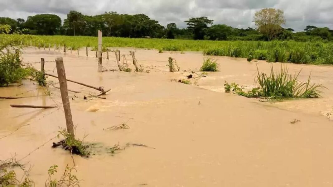 Al menos 15 fincas en Zulia resultaron afectadas por el desbordamiento del río Burro negro