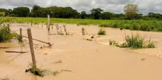 Al menos 15 fincas en Zulia resultaron afectadas por el desbordamiento del río Burro negro