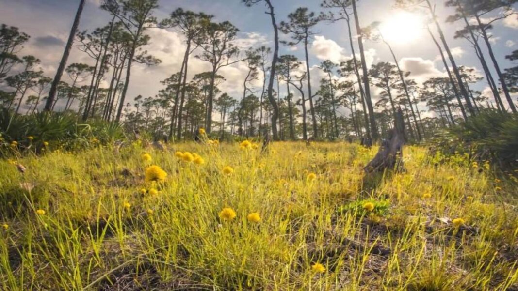 Polémica en Florida por plan del gobernador de construir campos golf en parques estatales