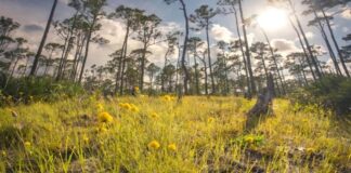 Polémica en Florida por plan del gobernador de construir campos golf en parques estatales