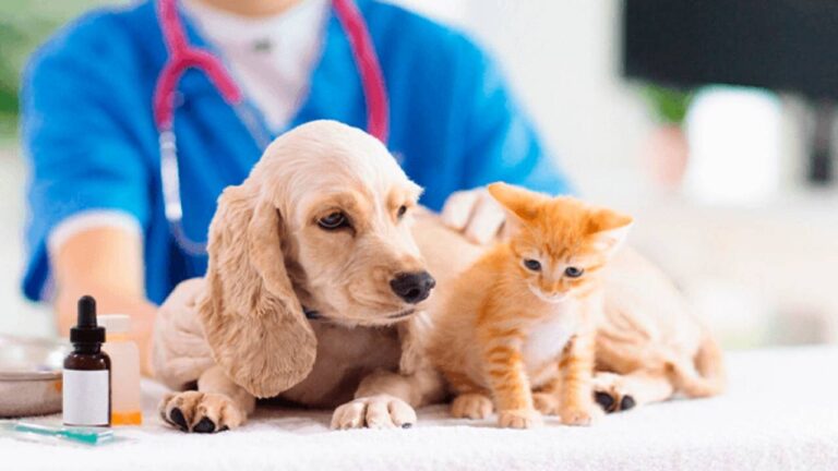 Todo lo que debes saber sobre la salud de las mascotas