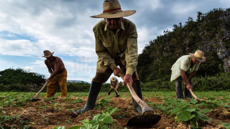FAO estima que Venezuela tiene capacidad para producir alimentos para 40 millones de personas
