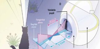 Diseñan una cámara que imita la visión felina: ve con poca luz y distingue lo camuflado
