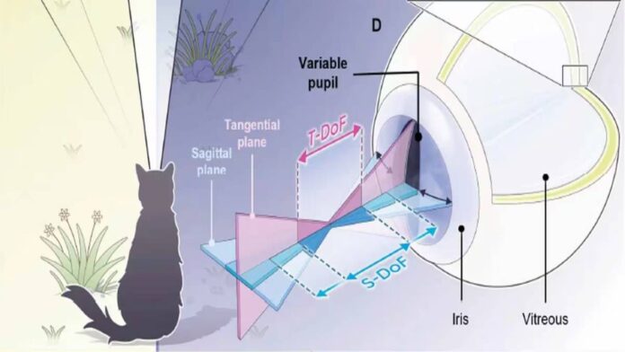 Diseñan una cámara que imita la visión felina: ve con poca luz y distingue lo camuflado