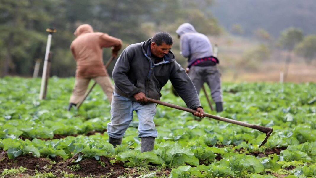 Productores en portuguesa reciben capacitación para mejorar el rendimiento y control de plagas en los cultivos