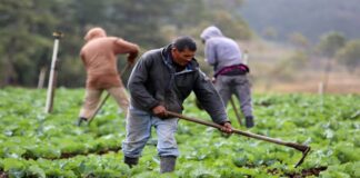 Productores en portuguesa reciben capacitación para mejorar el rendimiento y control de plagas en los cultivos