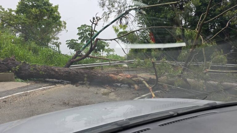 Lluvias causaron anegaciones y árboles caídos en la Gran Caracas