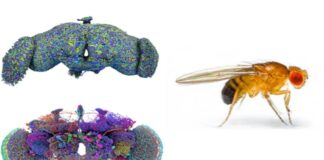 Crean un 'Google Maps' del cerebro de la mosca de la fruta, un gran avance en neurociencia