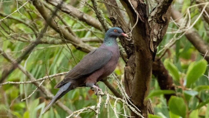 Ciencia: Un estudio analiza el impacto en la naturaleza de la extinción de 1.300 aves en 200 años