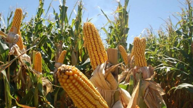 Gobernador de Bolívar afirma que campos fértiles de la entidad alimentan a Venezuela