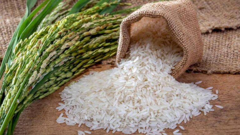 Producción de arroz incrementó un 26 % respecto al 2023