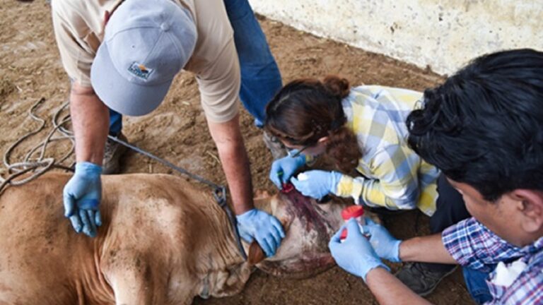 Organizaciones buscan acciones para evitar avance del gusano barrenador en Centroamérica