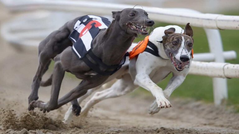 Nueva Zelanda prohibirá carreras de galgos para 2026 por los daños que sufren los perros