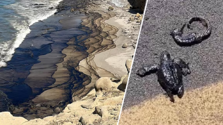 Derrame petrolero de gran magnitud se produjo en playas de Distrito de Lobitos, en Perú