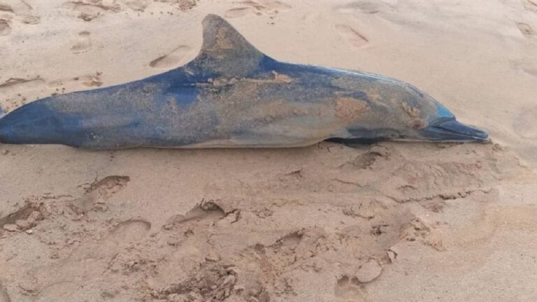 Aparecen más delfines muertos en las playas de Carúpano