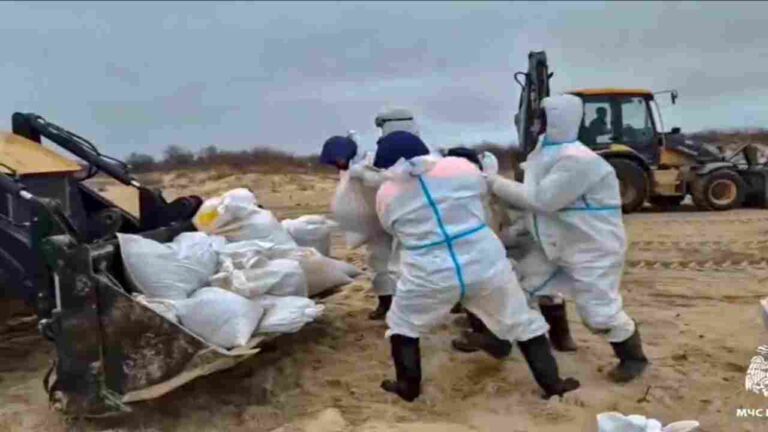 Hallan primeros delfines muertos en Crimea debido al vertido de petróleo