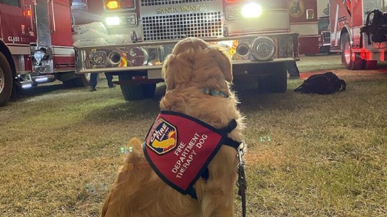 Perros de apoyo emocional ayudan a los bomberos que combaten el fuego en California