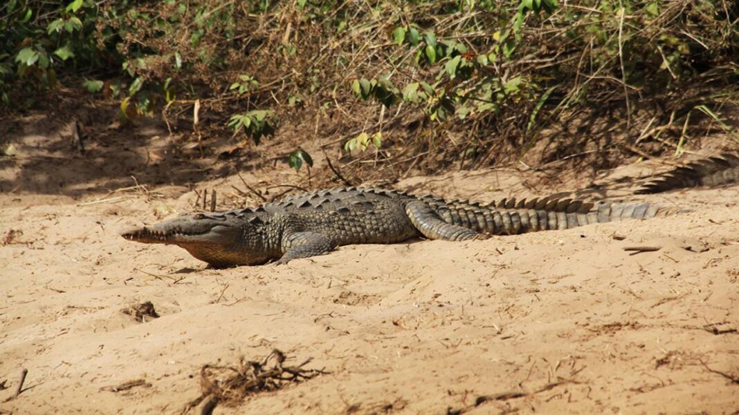 Rescatan en La Guaira un 'caimán de la costa', especie en peligro de extinción