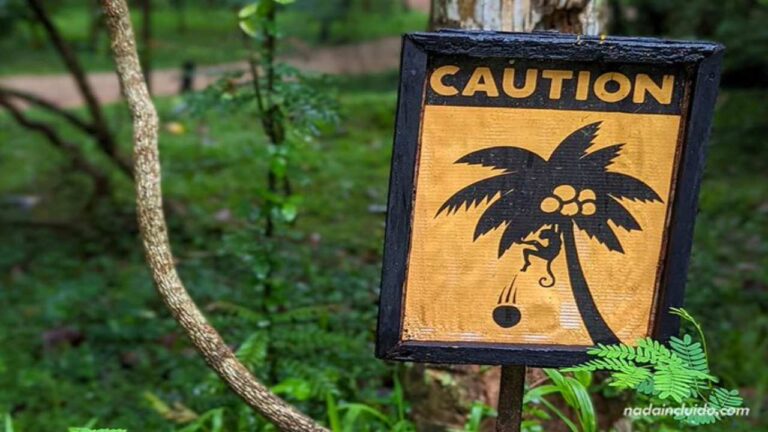 Un mono provoca un apagón nacional en Sri Lanka
