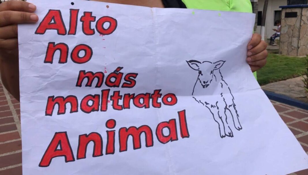 Preparan una ordenanza protegerá a los animales de calle en Barquisimeto