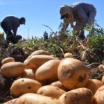 Fedecámaras: Producción en Trujillo ha sido fluctuante en lo que va de 2025