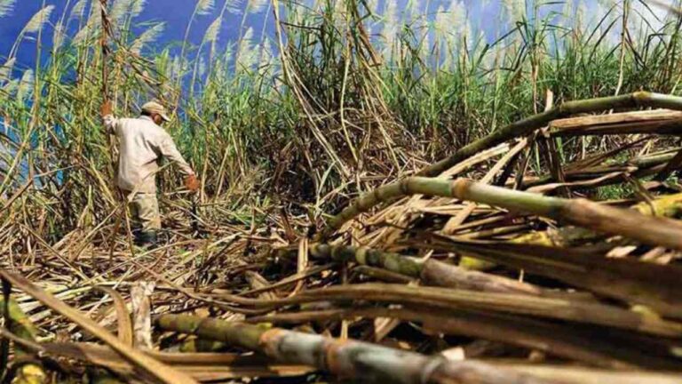 Más del 50% de las ganacias en el sector azucarero se destinan al pago de impuestos