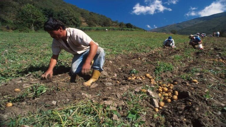 En Trujillo logran alianza para garantizar la rentabilidad en el cultivo de papas