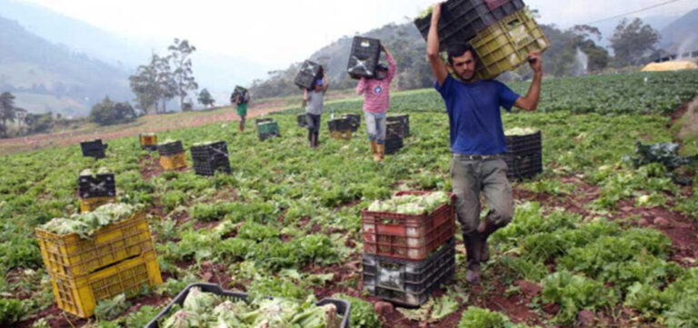 Productores de Barinas esperan mejoras en la vialidad para transportar los rubros
